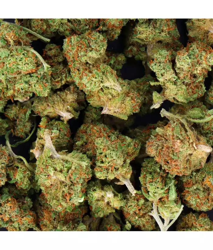 SMALL BUD WHITE WIDOW Indoor