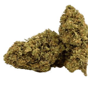 Tropical Haze – Glasshouse